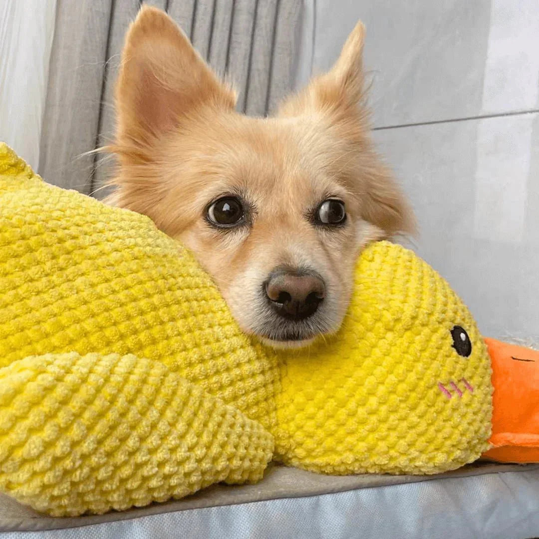 Hondenspeelgoed Eend Kwakgeluid Bijtspeelgoed Touwtrekken Stressverlichting Hond