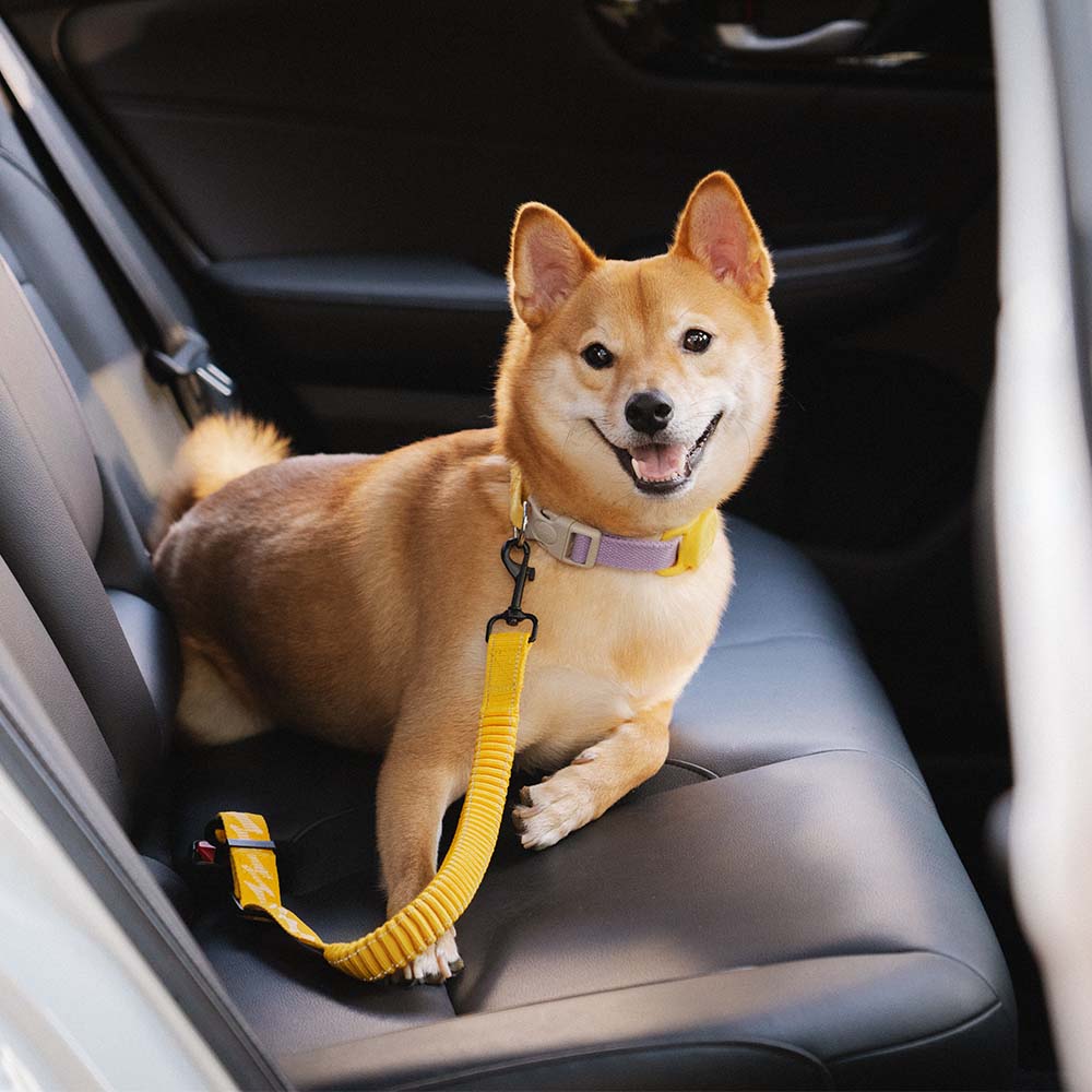 Autogordel Buffer Verstelbaar Hondenhalsband Tuigje Veiligheid Auto Reizen Reflecterend Huisdier Hond