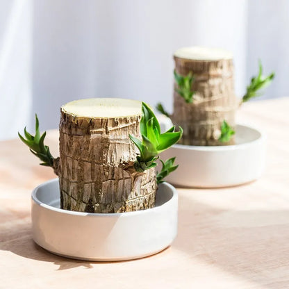 Decoratieve Kamerplant voor Luchtzuivering & Rustgevende Sfeer