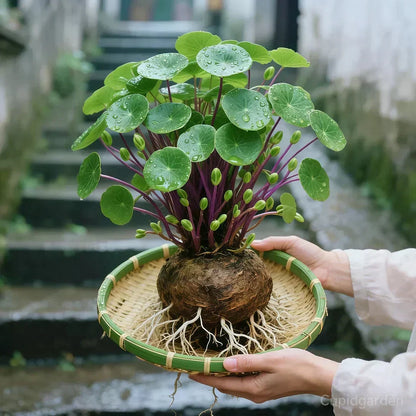 Stephania Erecta Kamerplant – Onderhoudsvriendelijke Sierplant met Uniek Caudex voor Woonkamer, Kantoor of Vensterbank