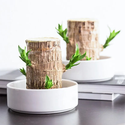 Kunstplant met Luchtzuiverende Werking – Voegt Natuurlijke Elegantie en Frisse Lucht Toe aan Elk Interieur