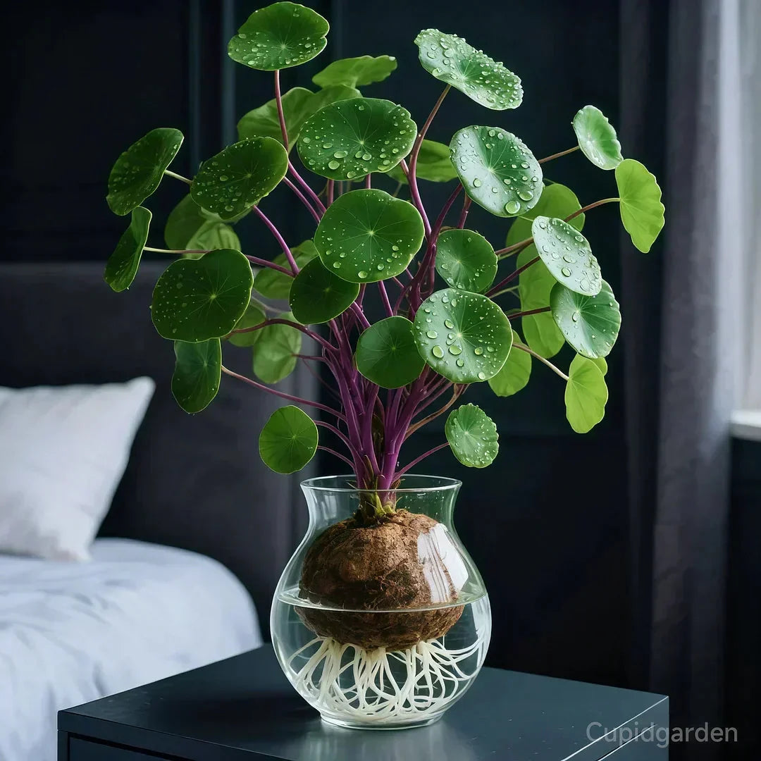 Stephania Erecta Kamerplant – Onderhoudsvriendelijke Sierplant met Uniek Caudex voor Woonkamer, Kantoor of Vensterbank