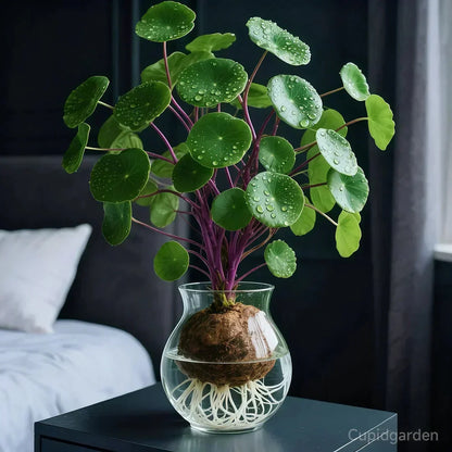 Stephania Erecta Kamerplant – Onderhoudsvriendelijke Sierplant met Uniek Caudex voor Woonkamer, Kantoor of Vensterbank