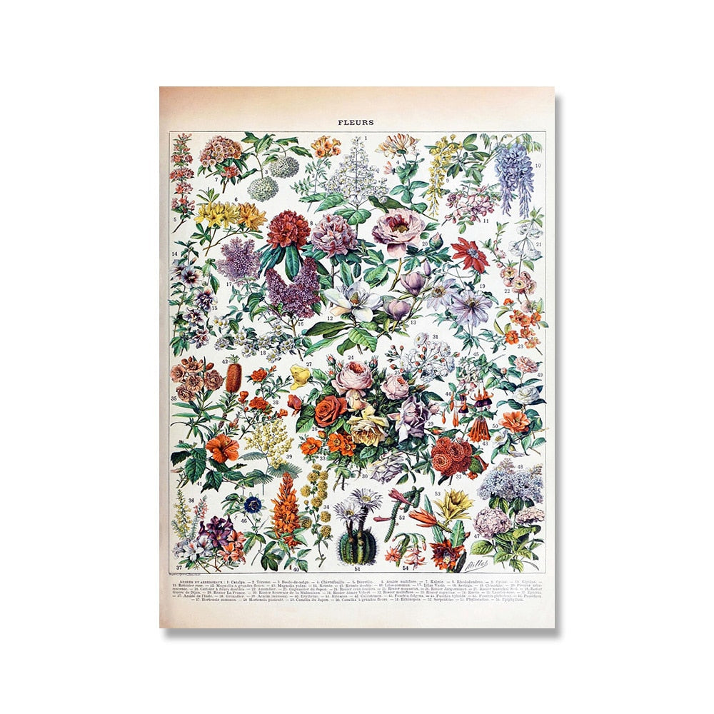 Vintage Botanische Prints Canvas Collectie – Klassieke Plantentekeningen Wanddecoratie