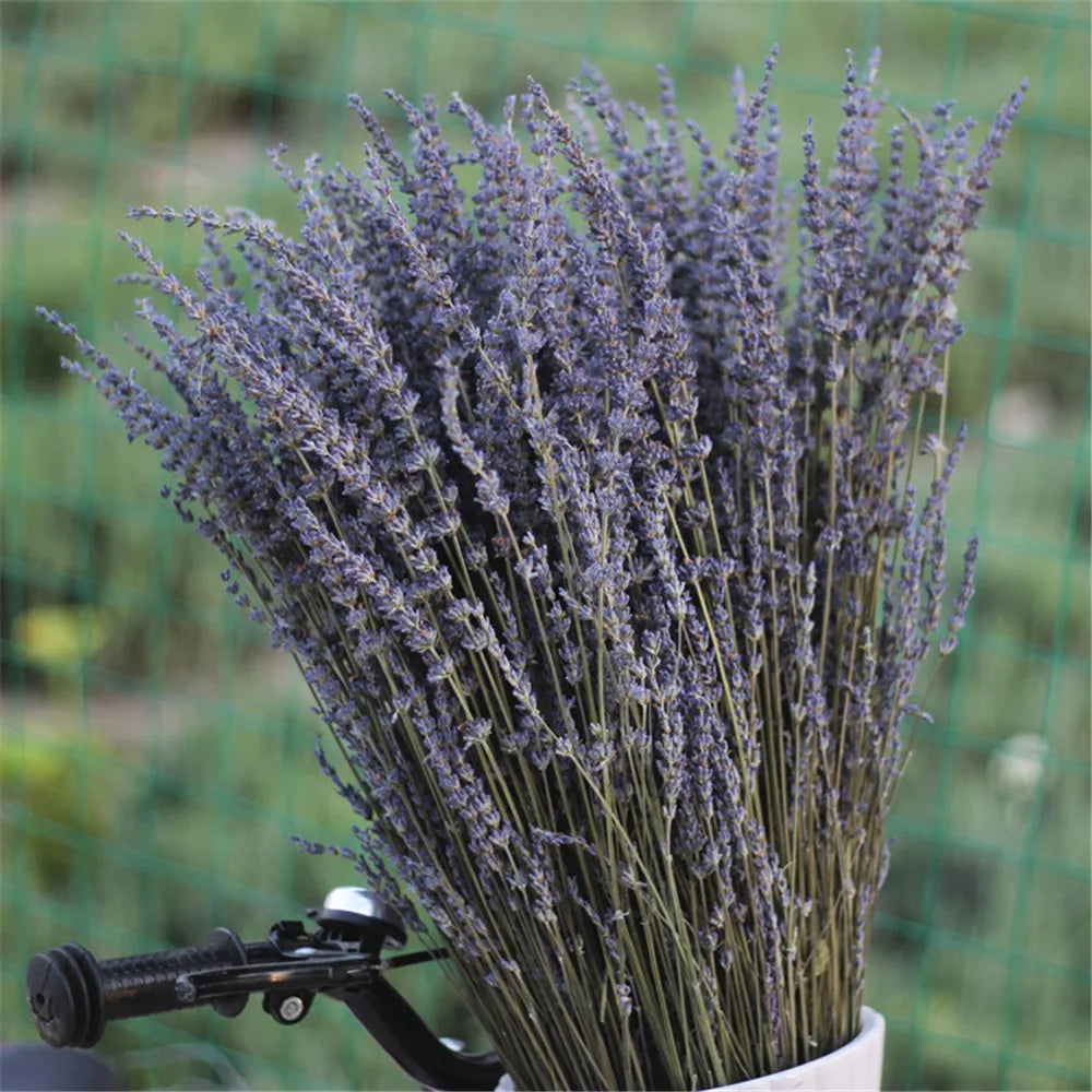 Gedroogde Lavendel Bundel Natuurlijk Paars 40cm Decoratief Interieur Aromatisch Rustgevend