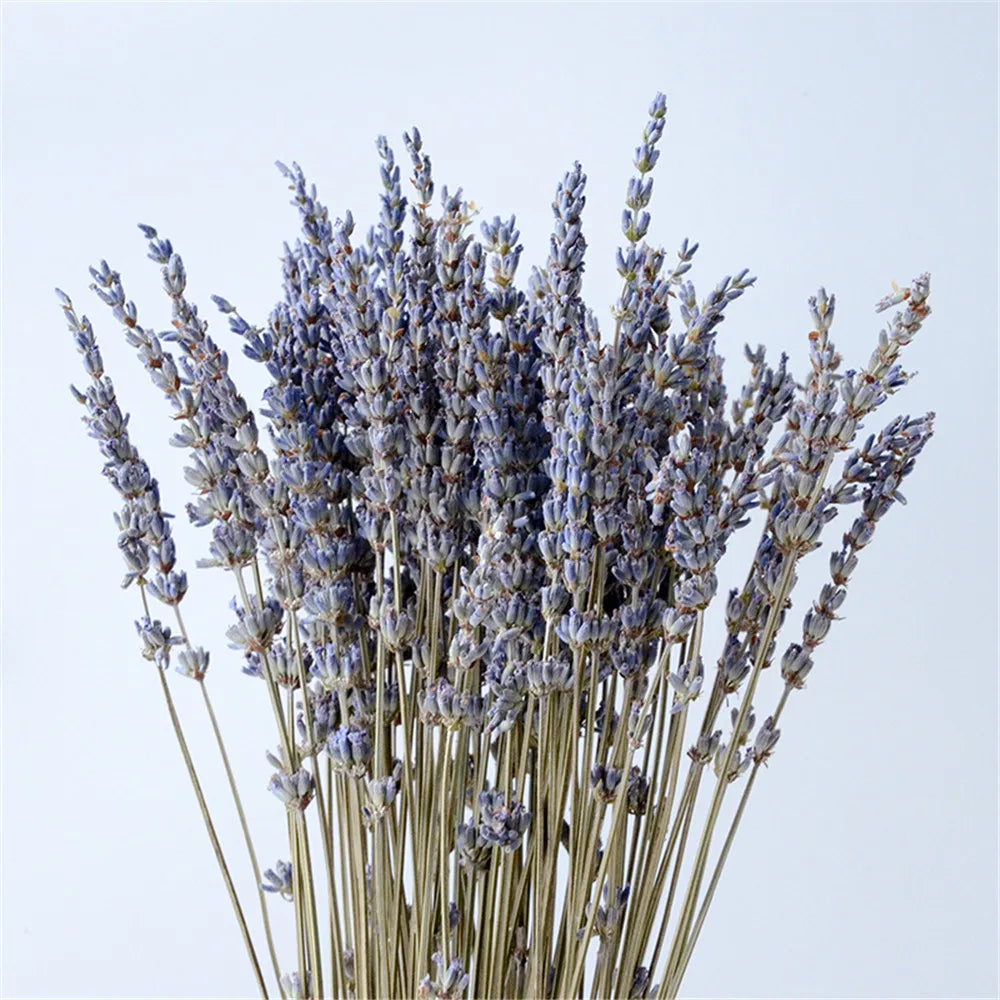 Gedroogde Lavendelbundel Natuurlijk 40cm Geurig Decoratief Paars Boeket voor Interieur en Aromatherapie
