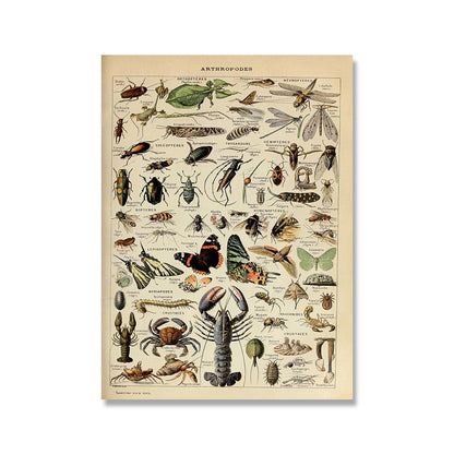 Vintage Botanische Prints Canvas Collectie – Klassieke Plantentekeningen Wanddecoratie
