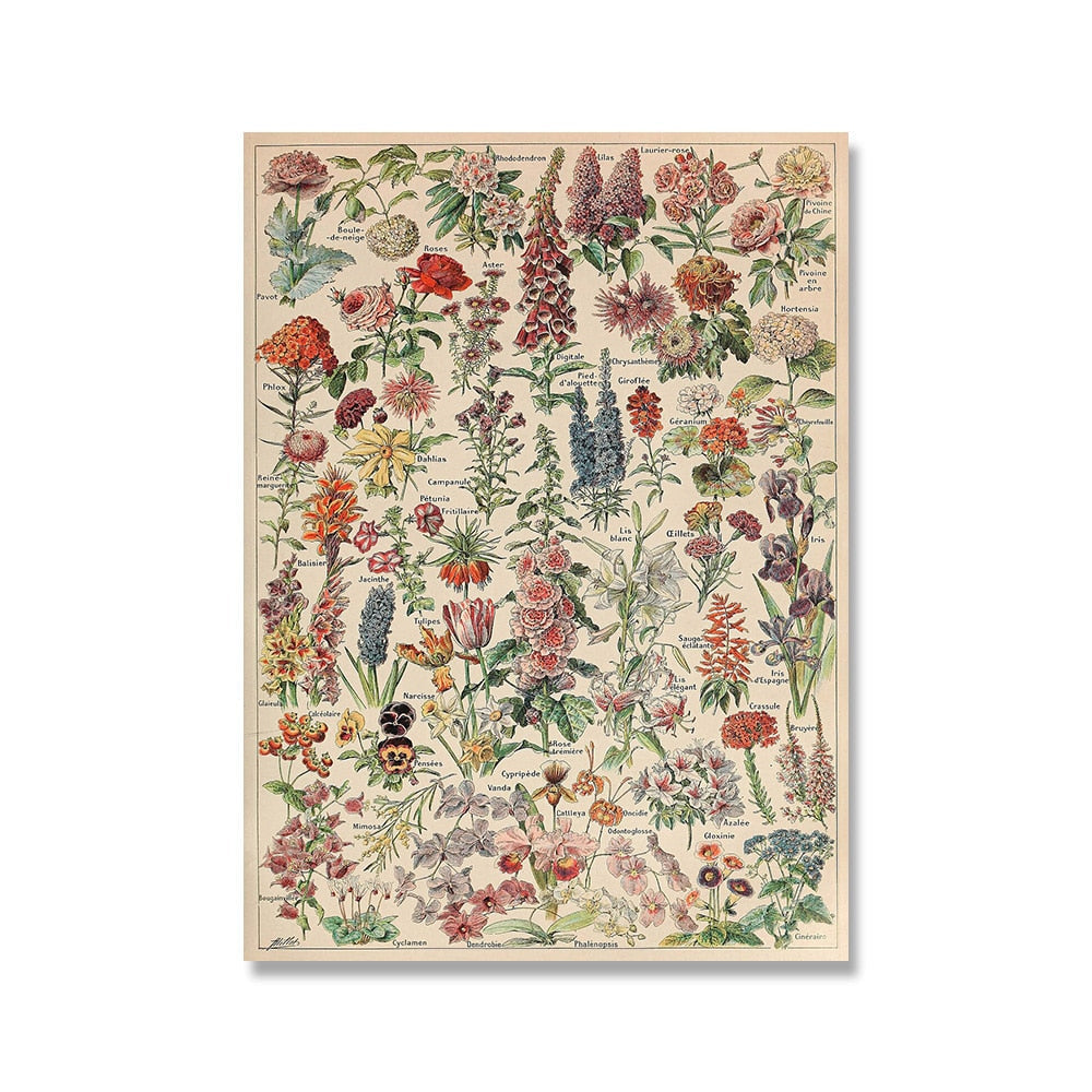 Vintage Botanische Prints Canvas Collectie – Klassieke Plantentekeningen Wanddecoratie