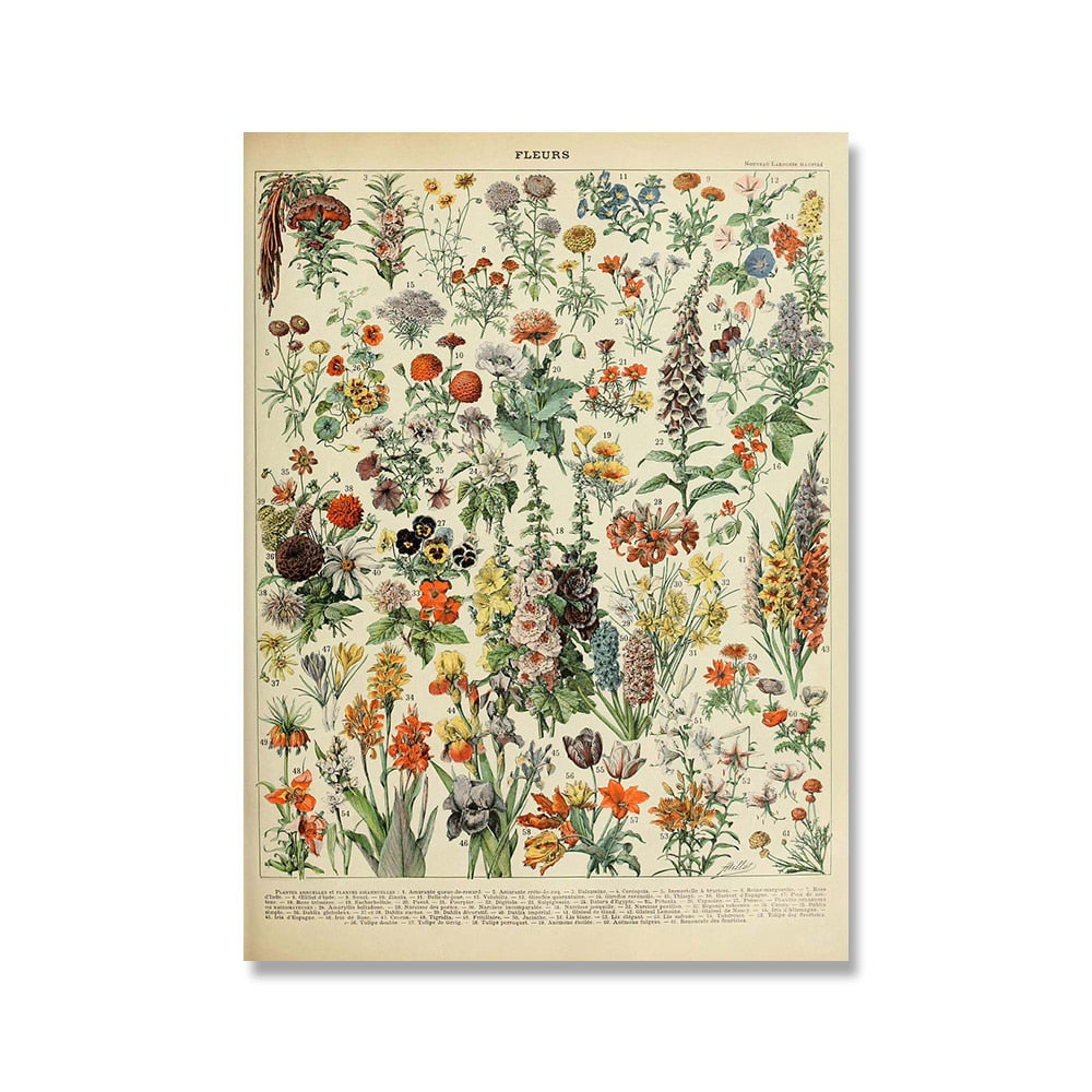 Vintage Botanische Prints Canvas Collectie – Klassieke Plantentekeningen Wanddecoratie