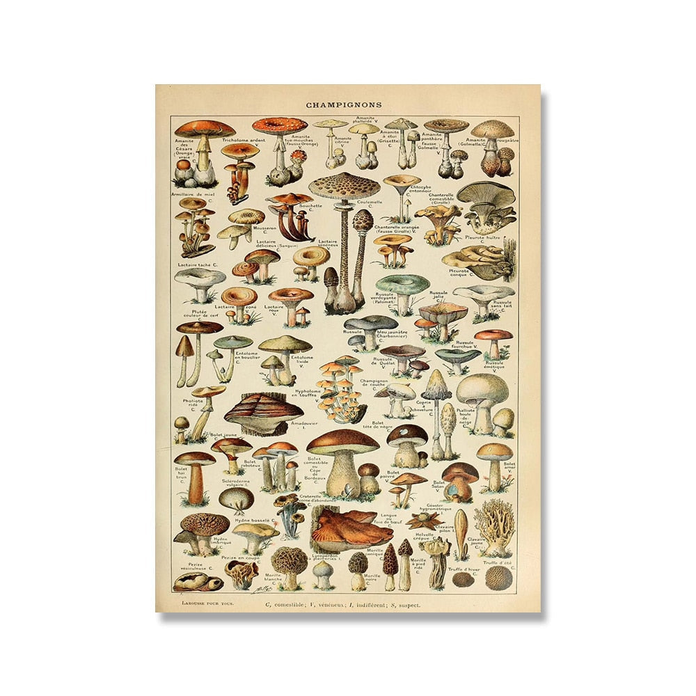 Vintage Botanische Prints Canvas Collectie – Klassieke Plantentekeningen Wanddecoratie