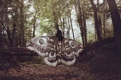 Nachtvlinder Cape Grey Moth – Elegante Vleugelomhang voor Creatieve Momenten