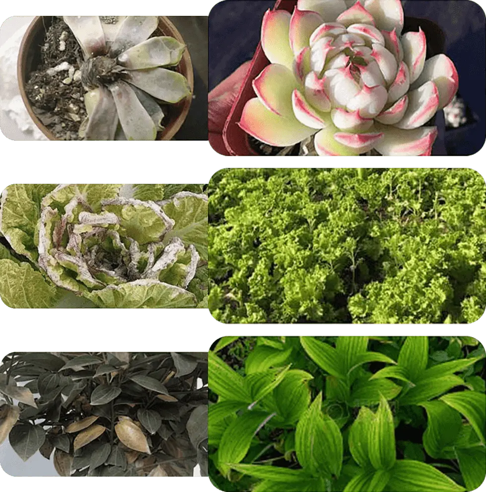 Vloeibare Plantenvoeding voor Sterkere Wortels en Rijkere Bloei | Universele Groeistimulator voor Binnen- en Buitenplanten