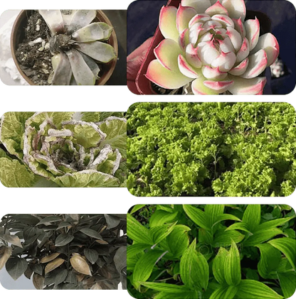 Vloeibare Plantenvoeding voor Sterkere Wortels en Rijkere Bloei | Universele Groeistimulator voor Binnen- en Buitenplanten