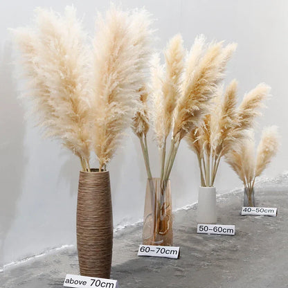 Gedroogde Pampagras Pluimen 10-Delige Set Natuurlijk Decoratief Siergras
