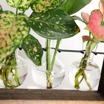 Plantenpropagator Standaard Hout & Glas Stekhouder Vintage Stijl voor Kamerplanten