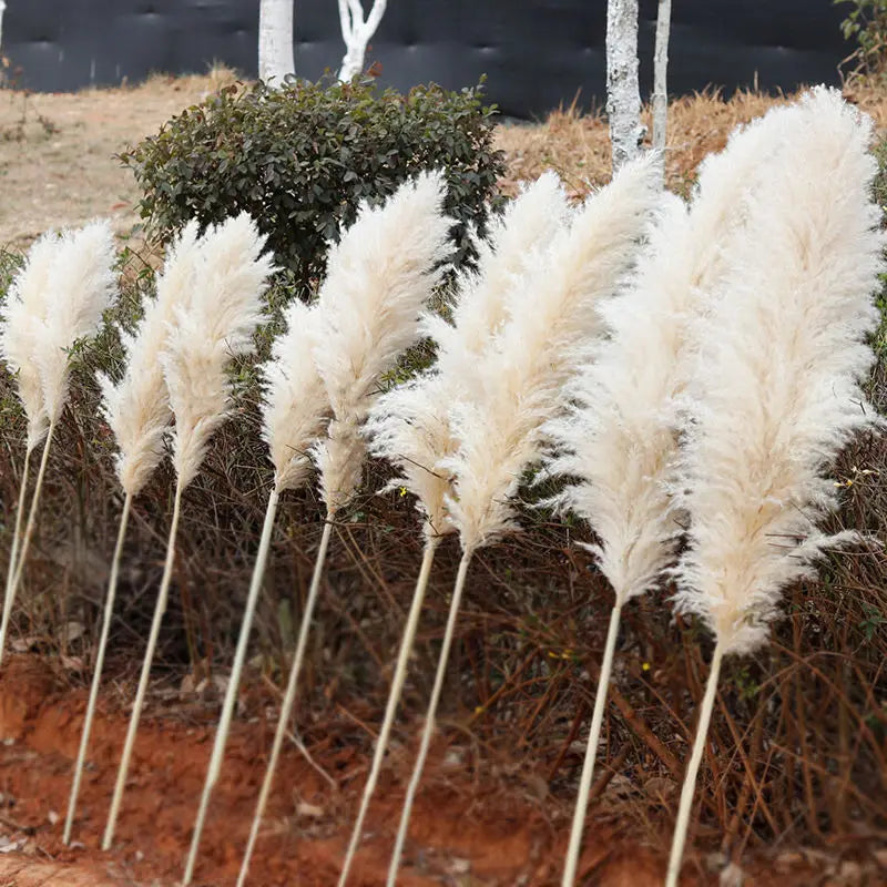 Gedroogde Pampagras Pluimen 10-Delige Set Natuurlijk Decoratief Siergras