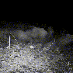 Wildlife Bewegingscamera met Nachtzicht 16MP 1080p voor Tuin Natuurfotografie Waterdicht IP66