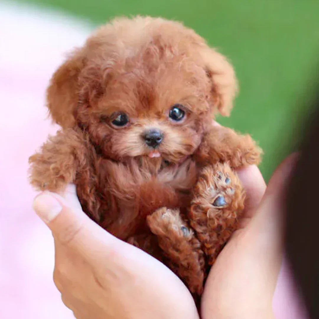 Robotpuppy Interactief Batterij Zachte Vacht Knuffeldier Kinderen Senioren Levensechte Puppy Gezelschapsspeelgoed