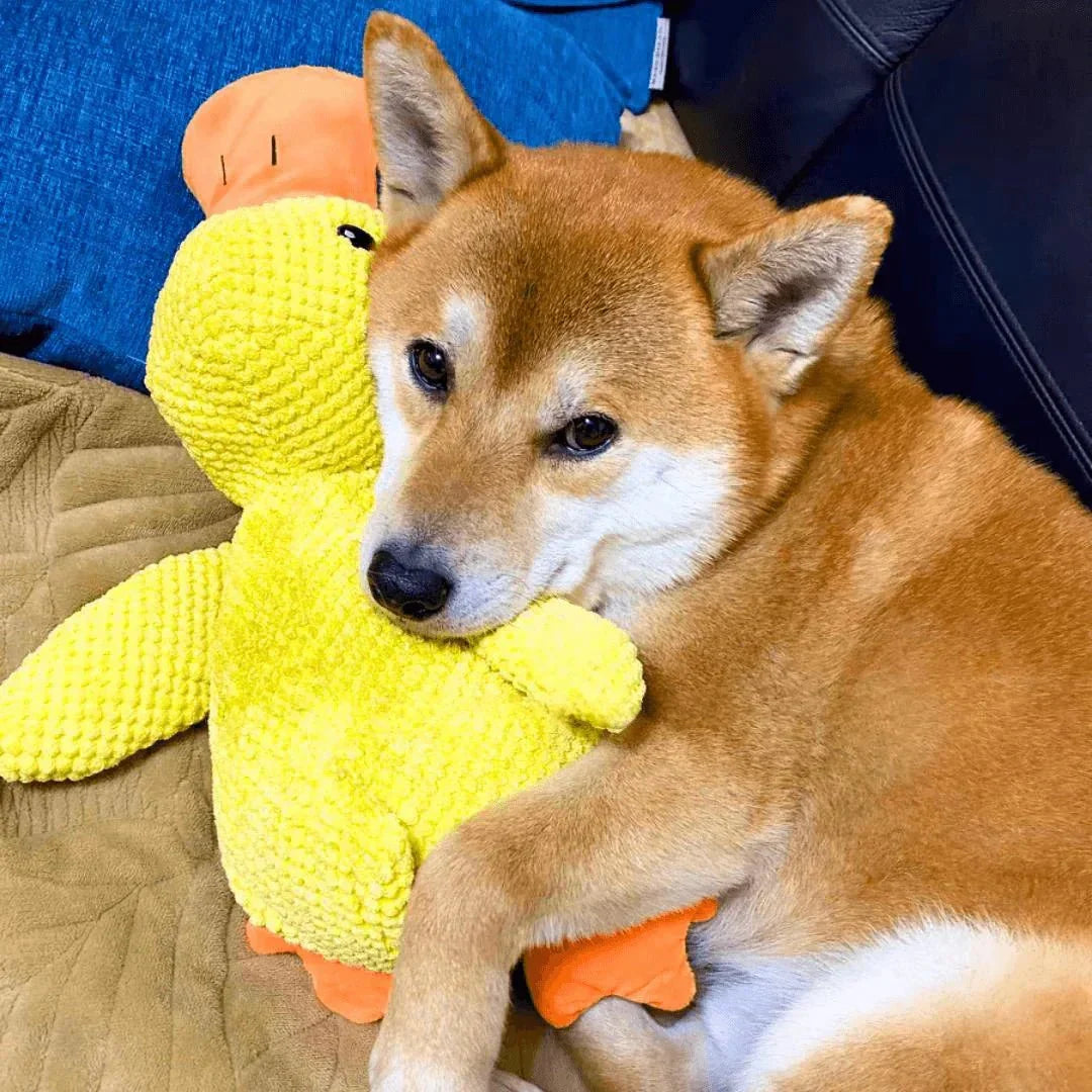 Hondenspeelgoed Eend Kwakgeluid Bijtspeelgoed Touwtrekken Stressverlichting Hond