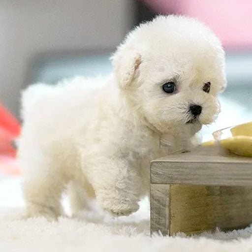 Robotspeelgoed Hond Interactief AI Bewegingen Loopt Blaft Pluche Cadeau Kids
